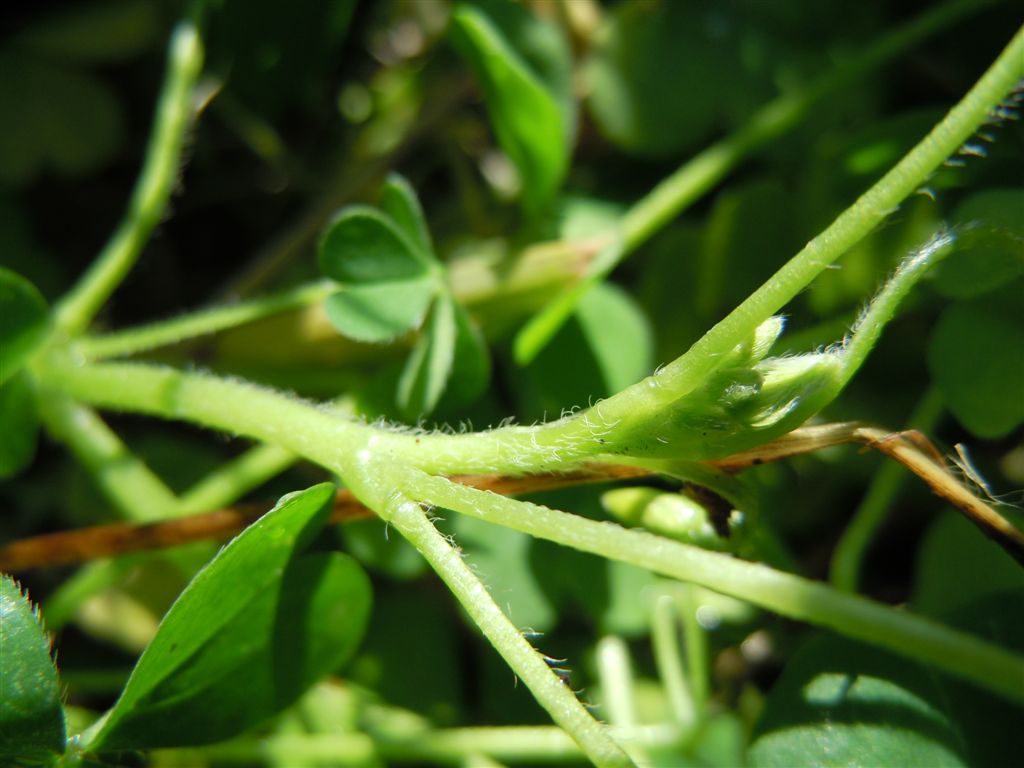Oxalis corniculata
